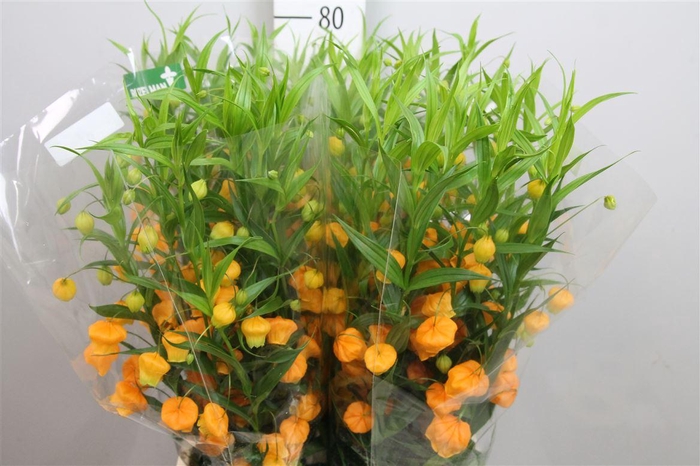 <h4>Sandersonia</h4>