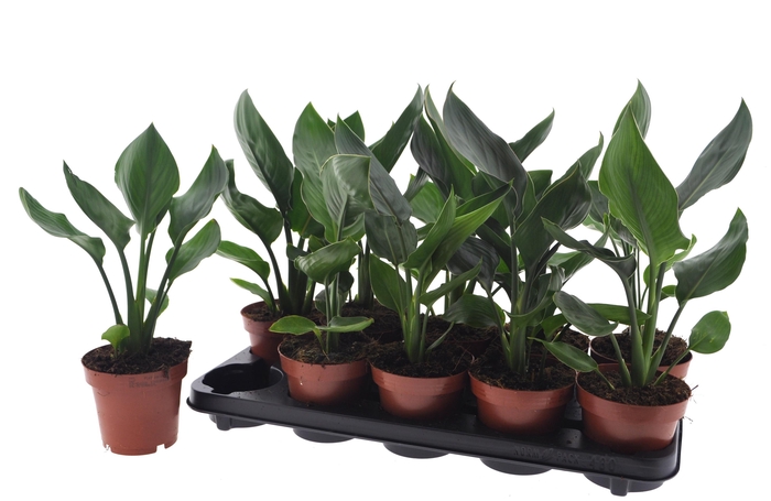 <h4>STRELITZIA REGINAE</h4>