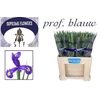 Iris Prof Blaauw