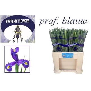 Iris Prof Blaauw