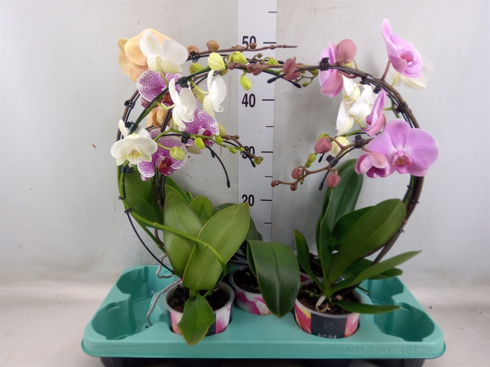 <h4>Phalaenopsis   ...</h4>