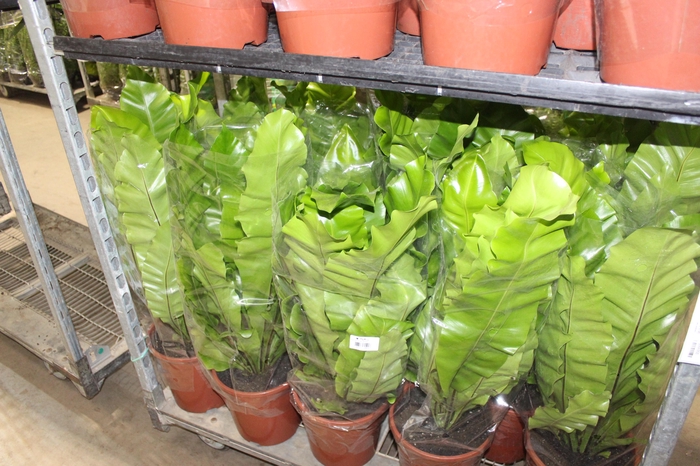 <h4>ASPLENIUM NIDUS P24</h4>