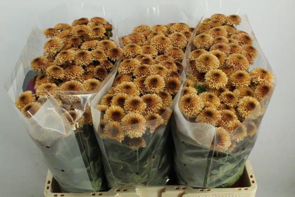 <h4>Chr San Doria Salmon</h4>