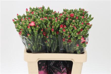 <h4>Di Te Solomio Clif</h4>