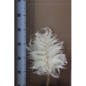 Japan Deco Mini Fern White 10 Pcs