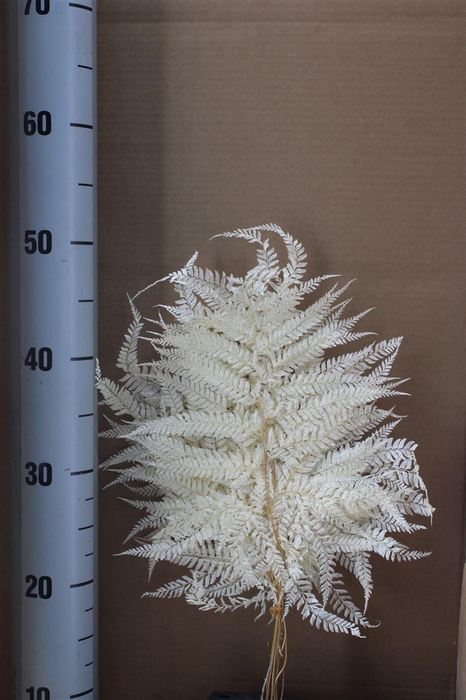 <h4>Japan Deco Mini Fern White 10 Pcs</h4>