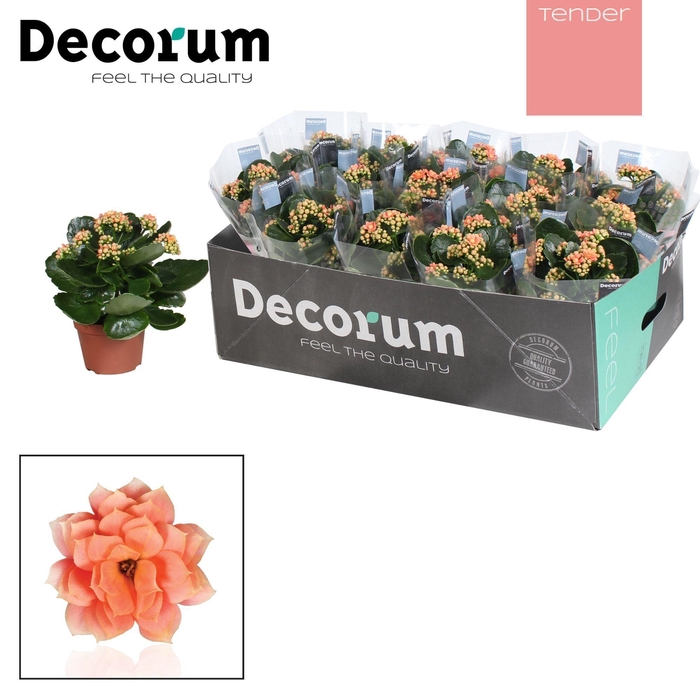 <h4>Kalanchoe Decorum TENDER - Serenity Salmon</h4>