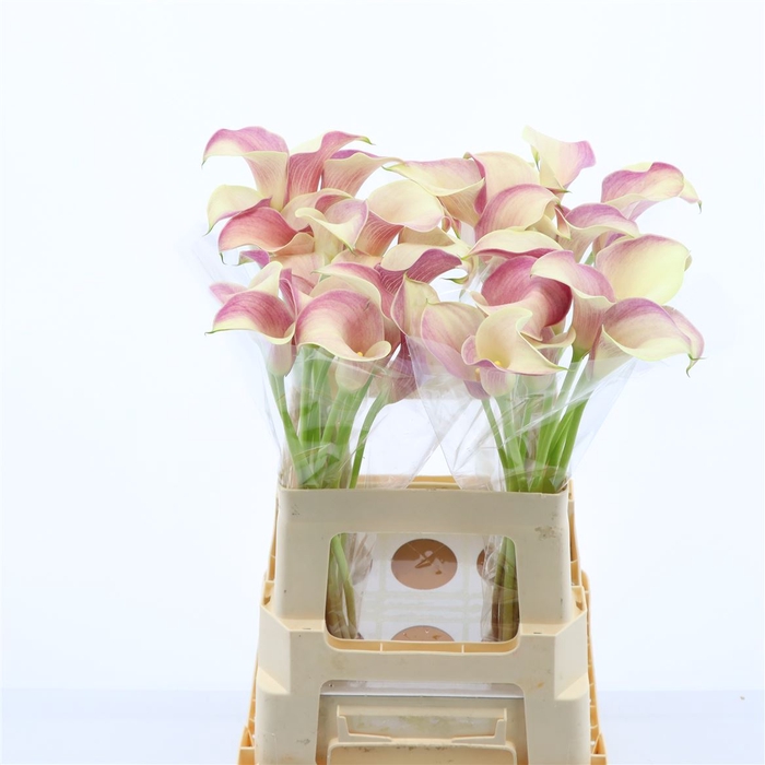 <h4>Calla Blushing Lady</h4>