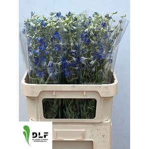 DELPH EN VOLKERFRIED