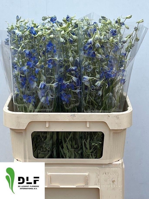 <h4>DELPH EN VOLKERFRIED</h4>