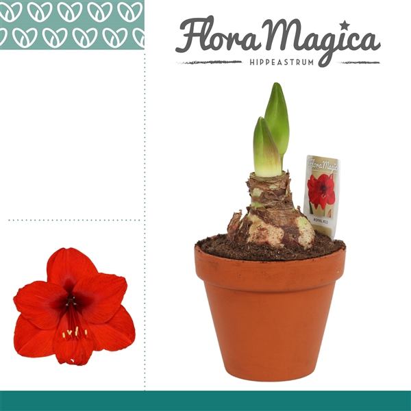 <h4>Hippeastrum Royal Red 2 Knop Terracotta Steen OP</h4>