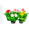 GERBERA P14 MIN 4 FLS