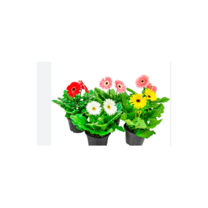 GERBERA P14 MIN 4 FLS