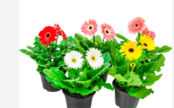 <h4>GERBERA P14 MIN 4 FLS</h4>