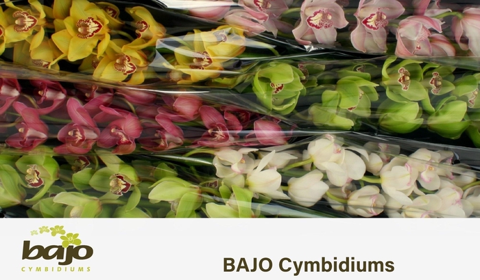 <h4>CYMB T GEM</h4>