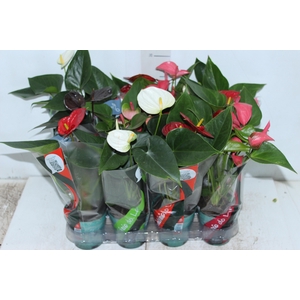 ANTHURIUM VARIADO P09