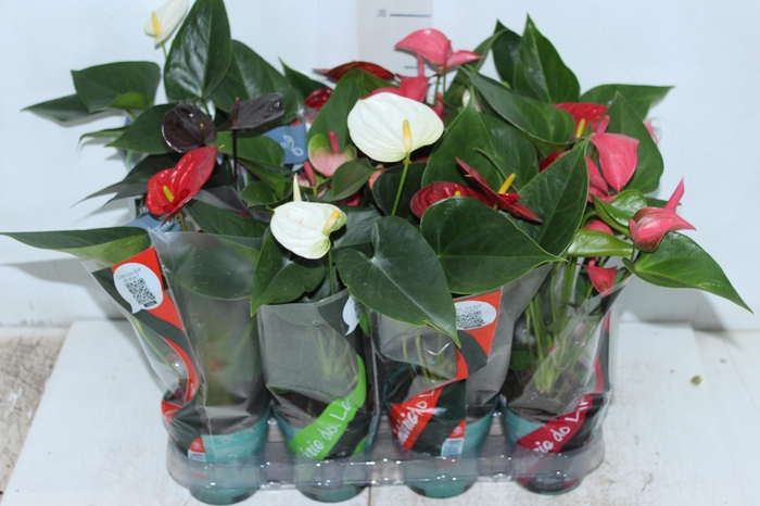 <h4>ANTHURIUM VARIADO P09</h4>