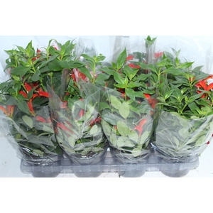 AESCHYNANTHUS SPECIOSUS P15