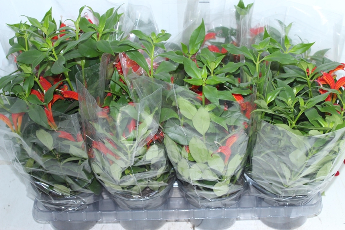 <h4>AESCHYNANTHUS SPECIOSUS P15</h4>