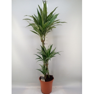 Dracaena fr de 'Warneckei'