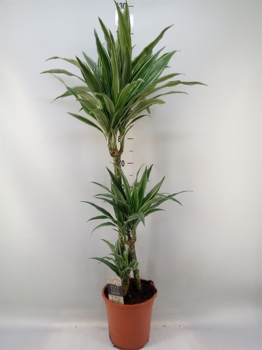 <h4>Dracaena fr de 'Warneckei'</h4>
