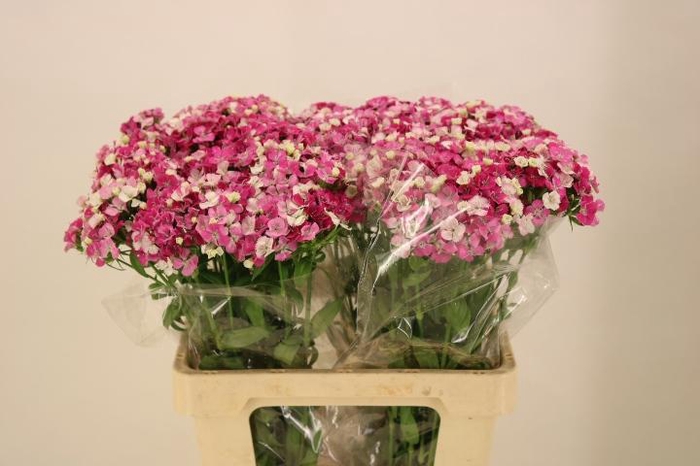 <h4>DI BARB MELIAN BRE</h4>