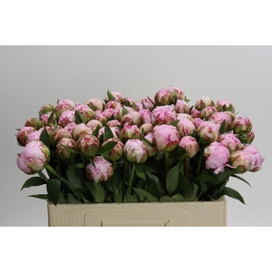 Paeonia Sarah Bernhardt