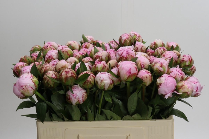 <h4>Paeonia Sarah Bernhardt</h4>