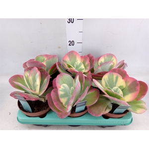 Kalanchoe NF thyrsiflora