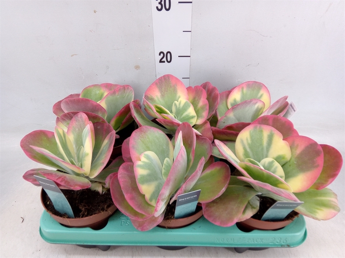 <h4>Kalanchoe NF thyrsiflora</h4>