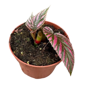 Begonia