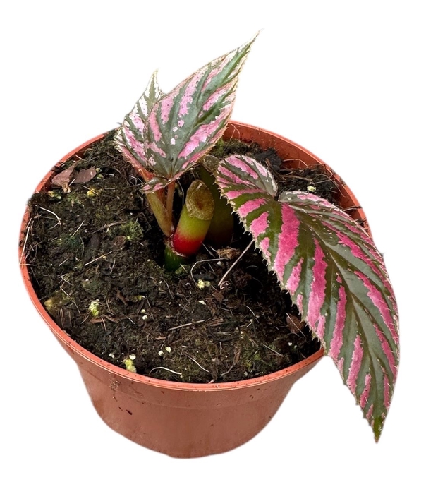 <h4>Begonia</h4>