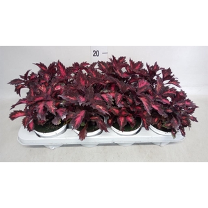 Plectranthus col.   ...