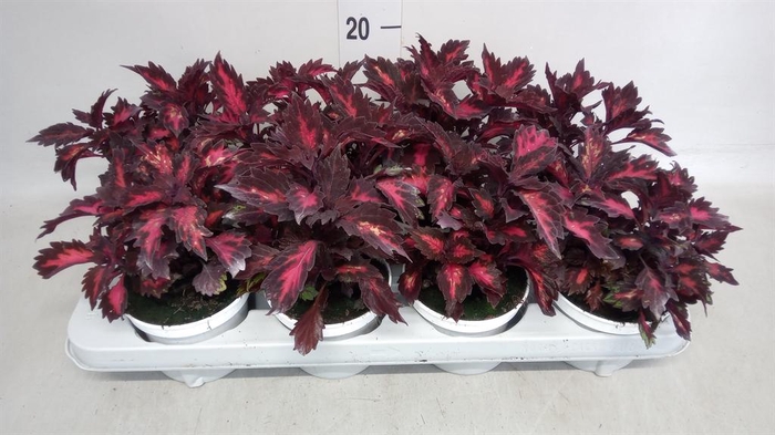 <h4>Plectranthus col.   ...</h4>