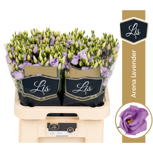 EUS G ARENA LAVENDER