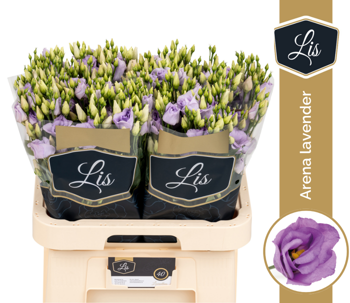 <h4>EUS G ARENA LAVENDER</h4>