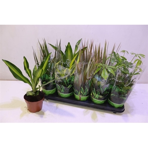 Kamerpl Gem Gr 6 Srt