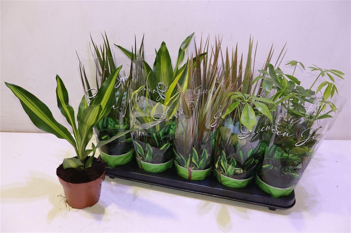 <h4>Kamerpl Gem Gr 6 Srt</h4>