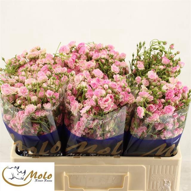 <h4>R Tr Gypsy Rose Molo</h4>