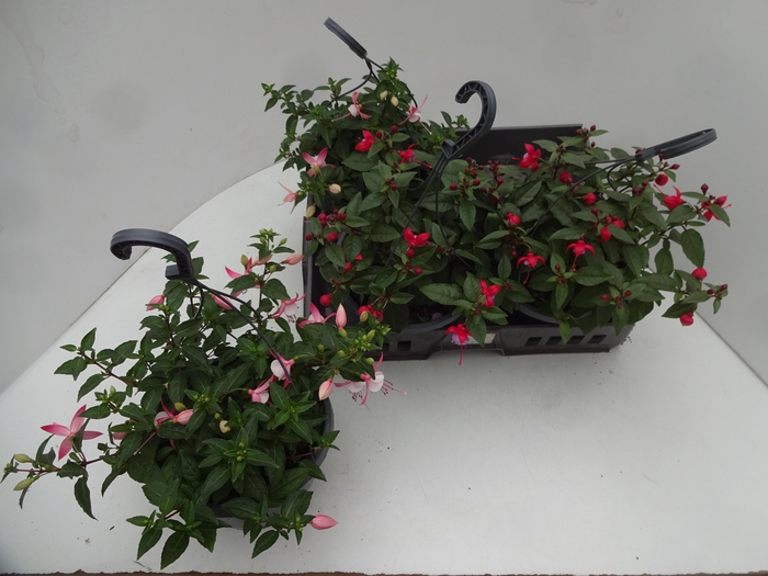 <h4>FUCHSIA GEM</h4>