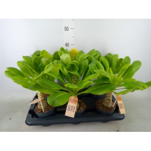 Brighamia ins. 'Hawaiian Palm'