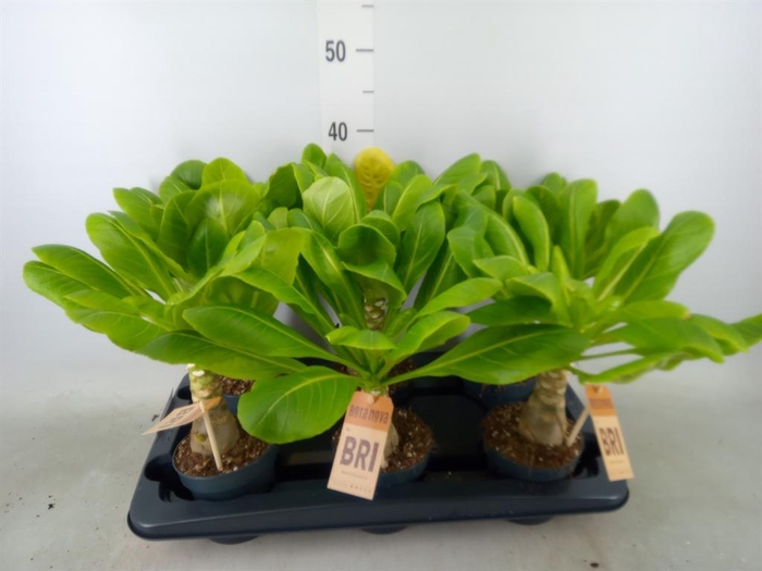 <h4>Brighamia ins. 'Hawaiian Palm'</h4>