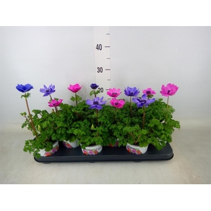 Anemone cor. 'Harmony'   ..mix