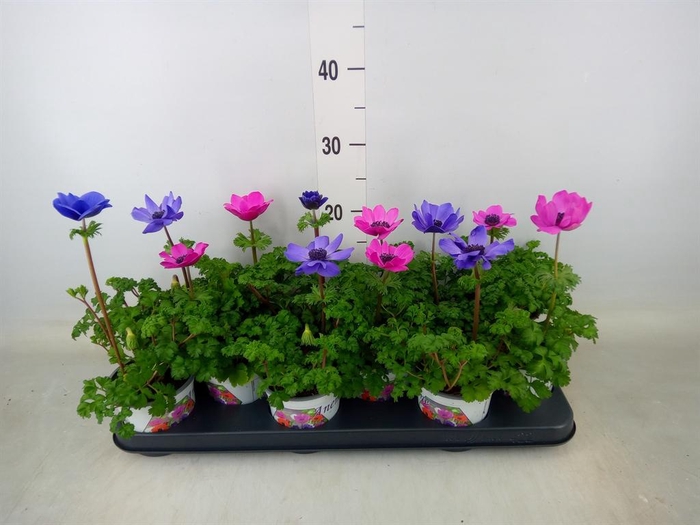 <h4>Anemone cor. 'Harmony'   ..mix</h4>