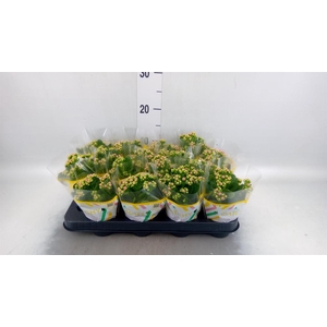 Kalanchoe blos. 'Calandiva Zeta'
