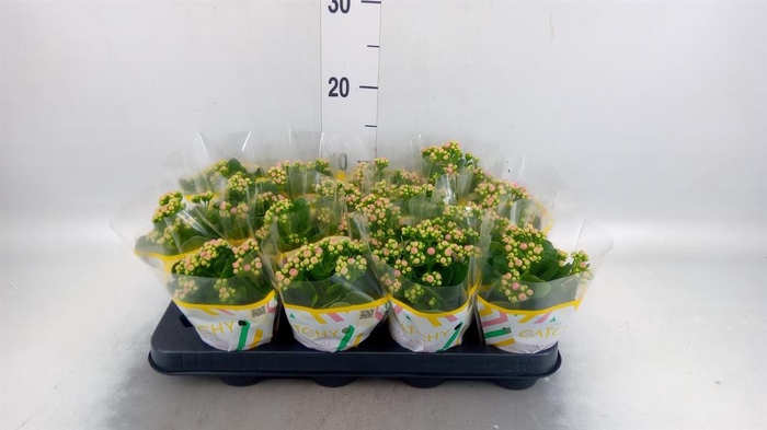 <h4>Kalanchoe blos. 'Calandiva Zeta'</h4>
