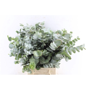 EUC CINEREA PER BOS