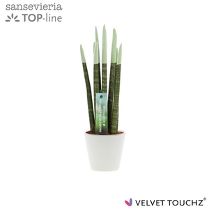 Sansevieria VELVET TOUCHZ® Pastel Groen In keramiek R'dam
