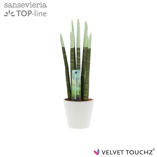<h4>Sansevieria VELVET TOUCHZ® Pastel Groen In keramiek R'dam</h4>