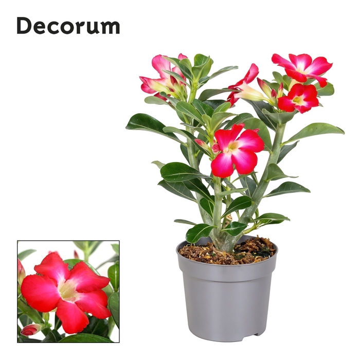 <h4>Adenium Obesum Rood 13cm Decorum</h4>